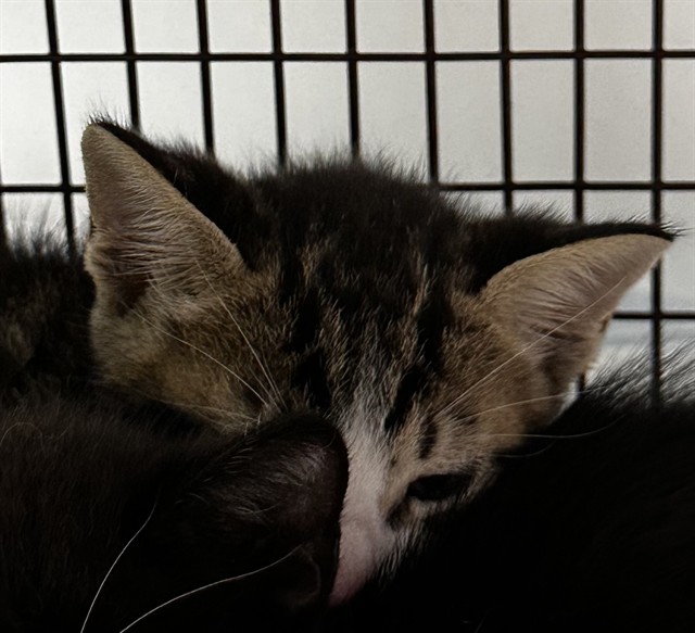 Shelter Stray Male Cat last seen Near BLOCK SW 54 ST, DANIA FL 33312, Davie, FL 33312