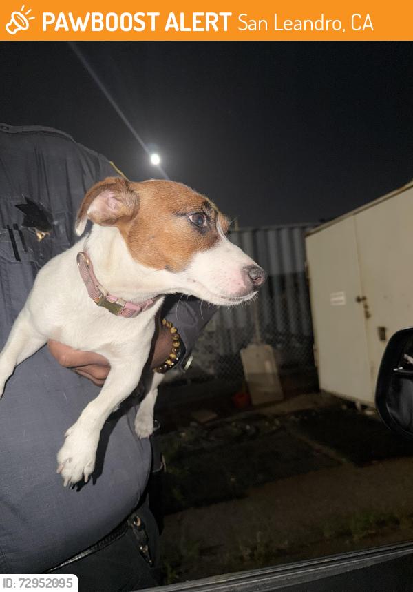 Found/Stray Female Dog last seen E 14th St / Fairmont Dr, San Leandro, CA 94578