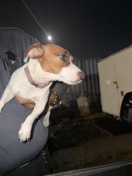 Found/Stray Female Dog last seen E 14th St / Fairmont Dr, San Leandro, CA 94578