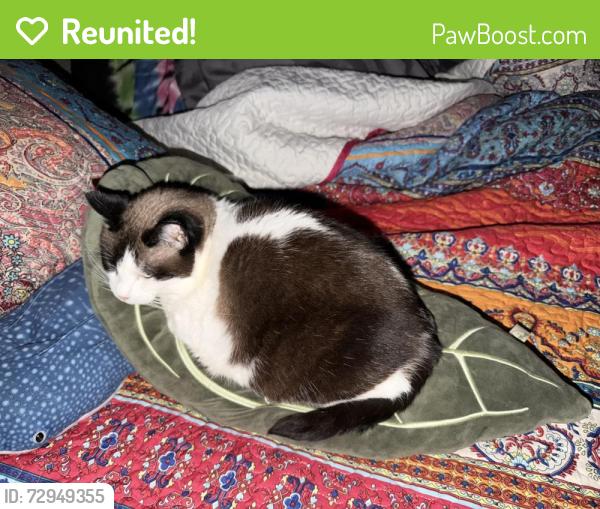 Reunited Female Cat last seen Castro and 19th/20th Street, San Francisco, CA 94114
