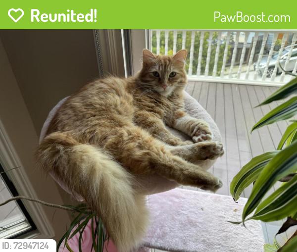 Reunited Male Cat last seen Near 24th St, San Francisco, San Francisco, CA 94114