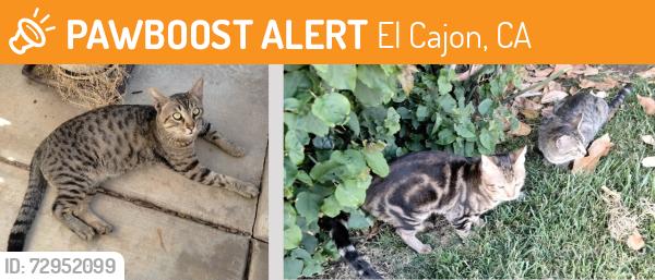 Found/Stray Male Cat last seen Wisconsin Ave, El Cajon, CA 92020