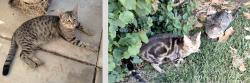 Found/Stray Male Cat last seen Wisconsin Ave, El Cajon, CA 92020