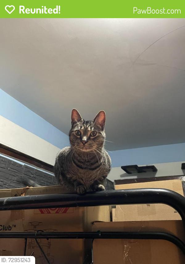 Reunited Male Cat last seen W. Washington St & S. Lynhurst, Indianapolis, IN 46241
