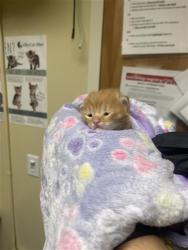 Shelter Stray Male Cat last seen S ST & 23RD ST, Sacramento, CA 95818