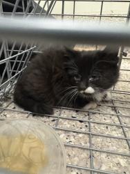 Shelter Stray Female Cat last seen Near BLOCK PEARL ST, Brighton, CO 80601