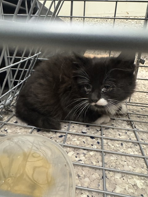 Shelter Stray Female Cat last seen Near BLOCK PEARL ST, Brighton, CO 80601