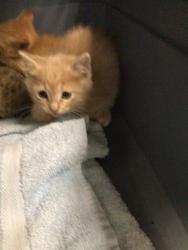 Shelter Stray Male Cat last seen KIOWA AVE/COTTONWOOD, Brighton, CO 80601