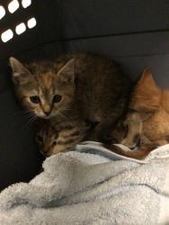 Shelter Stray Female Cat last seen KIOWA AVE/COTTONWOOD, Brighton, CO 80601