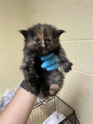 Shelter Stray Female Cat last seen KIEFER BLVD & FLORIN PERKINS RD, Sacramento, CA 95818