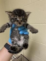 Shelter Stray Male Cat last seen KIEFER BLVD & FLORIN PERKINS RD, Sacramento, CA 95818
