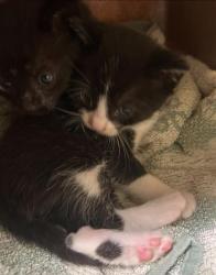 Shelter Stray Male Cat last seen R ST & 28TH ST, Sacramento, CA 95818