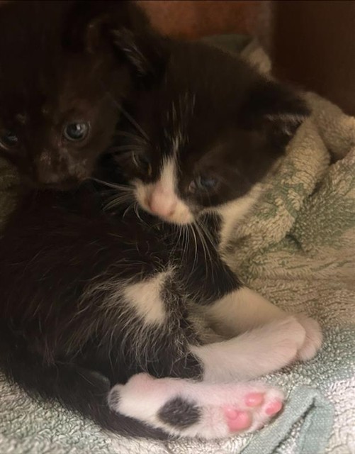 Shelter Stray Male Cat last seen R ST & 28TH ST, Sacramento, CA 95818