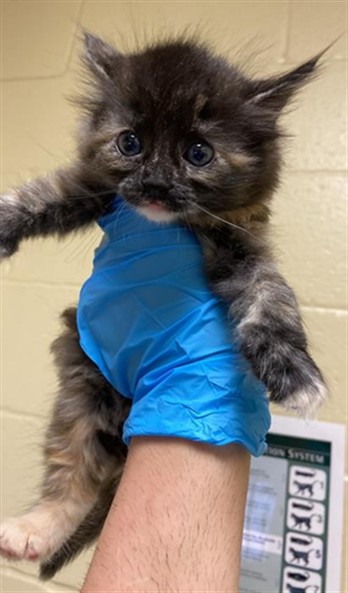 Shelter Stray Female Cat last seen MAY ST & MORENO WAY, Sacramento, CA 95818