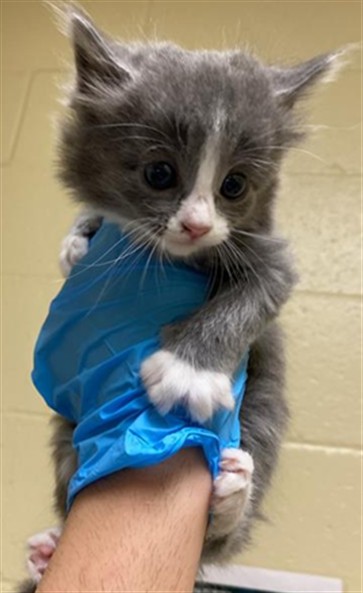Shelter Stray Male Cat last seen MAY ST & MORENO WAY, Sacramento, CA 95818