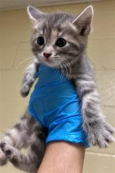 Shelter Stray Female Cat last seen MAY ST & MORENO WAY, Sacramento, CA 95818