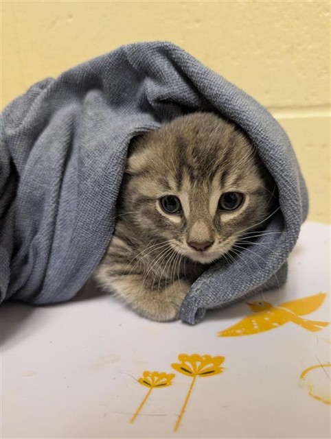 Shelter Stray Male Cat last seen MACARTHUR ST & DOOLITTLE ST, Sacramento, CA 95818