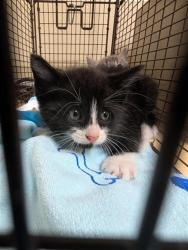 Shelter Stray Male Cat last seen MACARTHUR ST & DOOLITTLE ST, Sacramento, CA 95818