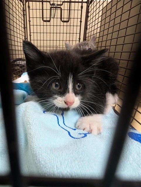 Shelter Stray Male Cat last seen MACARTHUR ST & DOOLITTLE ST, Sacramento, CA 95818
