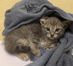 Shelter Stray Female Cat last seen MACARTHUR ST & DOOLITTLE ST, Sacramento, CA 95818