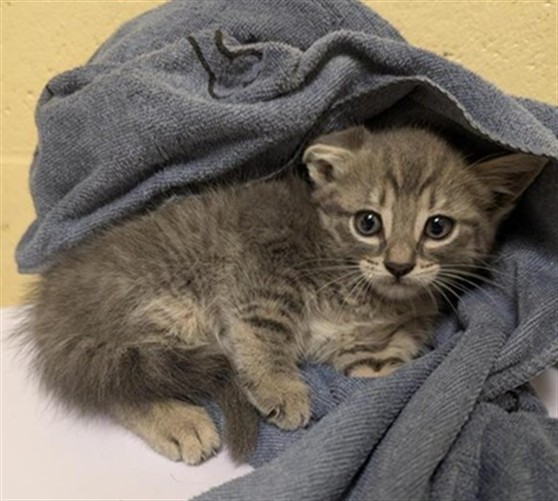 Shelter Stray Female Cat last seen MACARTHUR ST & DOOLITTLE ST, Sacramento, CA 95818