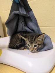 Shelter Stray Male Cat last seen MACARTHUR ST & DOOLITTLE ST, Sacramento, CA 95818