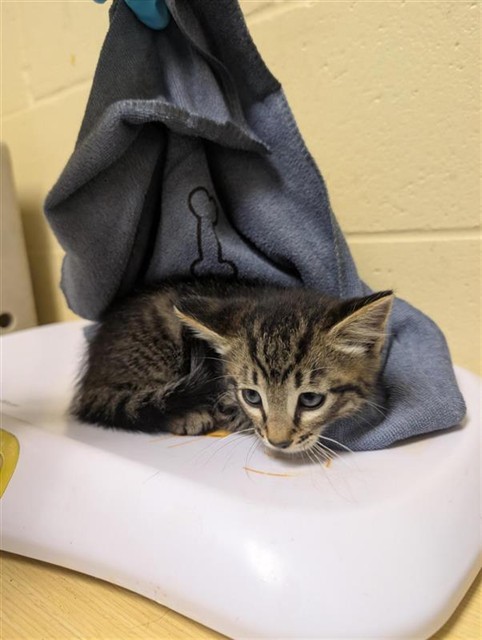 Shelter Stray Male Cat last seen MACARTHUR ST & DOOLITTLE ST, Sacramento, CA 95818
