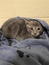Shelter Stray Male Cat last seen MACARTHUR ST & DOOLITTLE ST, Sacramento, CA 95818