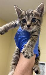 Shelter Stray Female Cat last seen Near GREAT FALLS WAY, Sacramento, CA 95818
