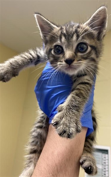 Shelter Stray Female Cat last seen Near GREAT FALLS WAY, Sacramento, CA 95818