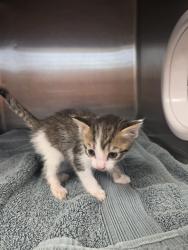 Shelter Stray Female Cat last seen Near BLOCK WARDEN DR, Huntsville, AL 35805