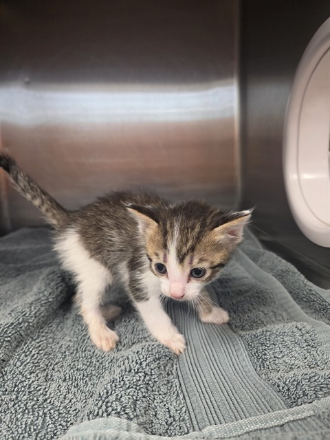 Shelter Stray Female Cat last seen Near BLOCK WARDEN DR, Huntsville, AL 35805