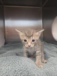 Shelter Stray Female Cat last seen Near BLOCK WARDEN DR, Huntsville, AL 35805