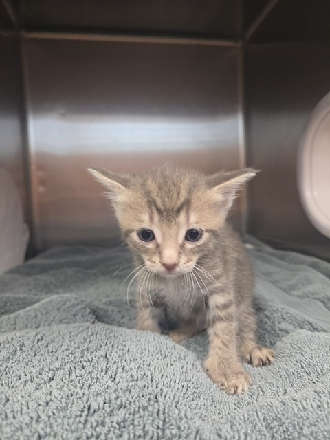 Shelter Stray Female Cat last seen Near BLOCK WARDEN DR, Huntsville, AL 35805