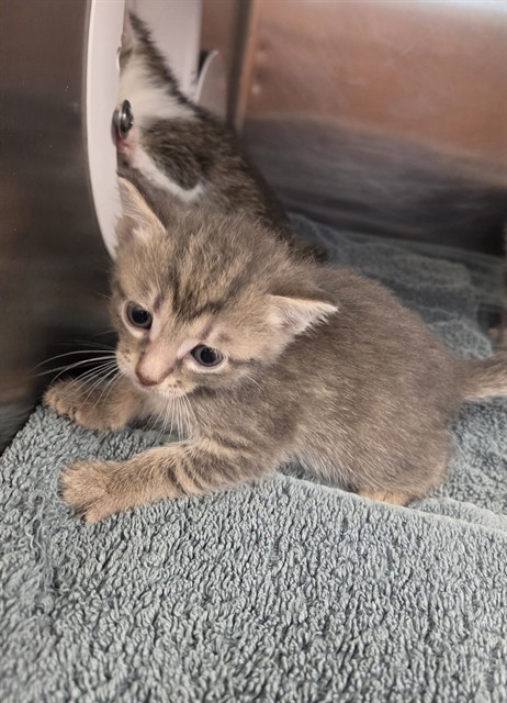 Shelter Stray Female Cat last seen Near BLOCK WARDEN DR, Huntsville, AL 35805