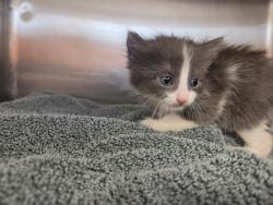Shelter Stray Male Cat last seen Near BLOCK WARDEN DR, Huntsville, AL 35805