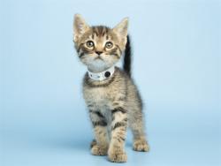 Shelter Stray Male Cat last seen W ENCANTO BLVD AND N 58TH DR, Phoenix, AZ 85008
