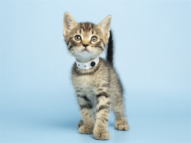 Shelter Stray Male Cat last seen W ENCANTO BLVD AND N 58TH DR, Phoenix, AZ 85008