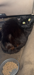 Lost Female Cat last seen Near old Seward , Anchorage, AK 99515
