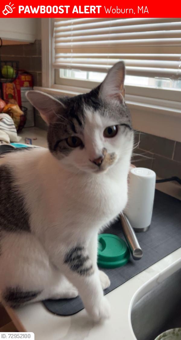 Lost Female Cat last seen Near Salem Ave, Woburn, MA 01801