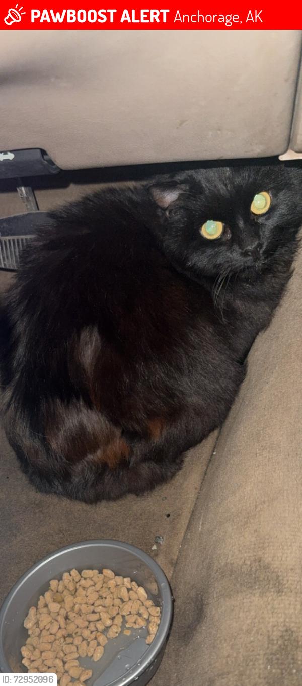 Lost Female Cat last seen Near old Seward , Anchorage, AK 99515