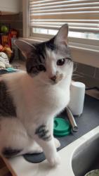 Lost Female Cat last seen Near Salem Ave, Woburn, MA 01801