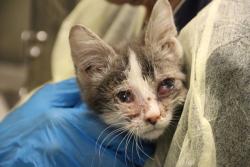 Shelter Stray Male Cat last seen , Tucson, AZ 85745