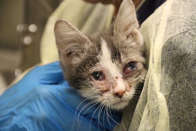 Shelter Stray Male Cat last seen , Tucson, AZ 85745