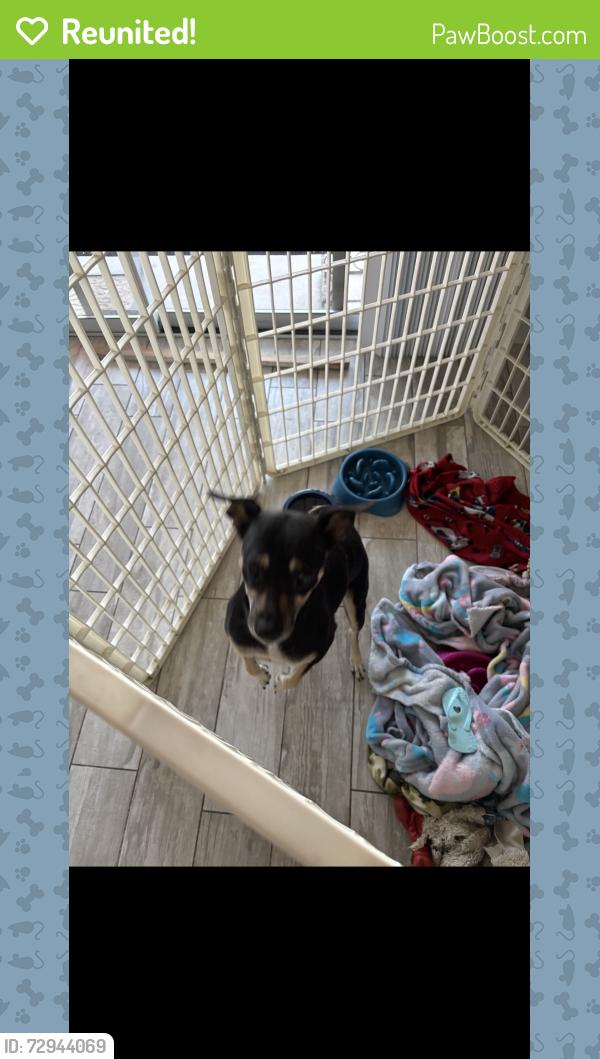 Reunited Female Dog last seen Avondale rancho Santa Fe and McDowell , Phoenix, AZ 85035
