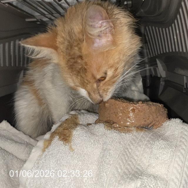 Shelter Stray Female Cat last seen Near , Indianapolis, IN 46221