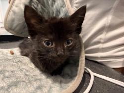 Shelter Stray Male Cat last seen CHARLOTTE, Charlotte, NC 28217