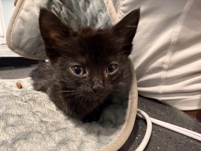 Shelter Stray Male Cat last seen CHARLOTTE, Charlotte, NC 28217