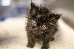 Shelter Stray Male Cat last seen CHARLOTTE, Charlotte, NC 28217