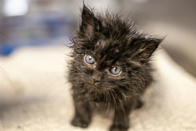 Shelter Stray Male Cat last seen CHARLOTTE, Charlotte, NC 28217